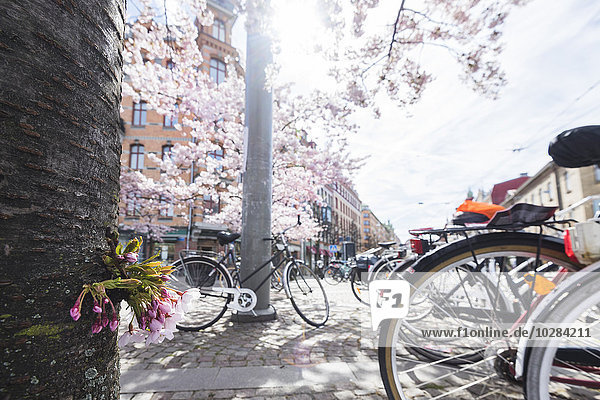 Fahrräder unter blühendem Baum geparkt