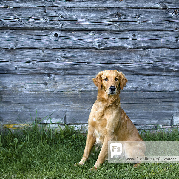 Hund vor einer Holzwand