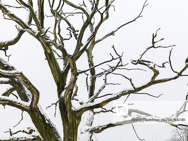 Schnee auf kahlem Baum