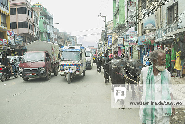 Landwirt mit Wasserbüffeln im Straßenverkehr  Kathmandu  Nepal