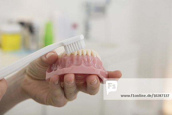 Zahnarzt hält ein Zahnmodell in der Hand und zeigt  wie man die Zähne mit einer Zahnbürste reinigt  München  Bayern  Deutschland