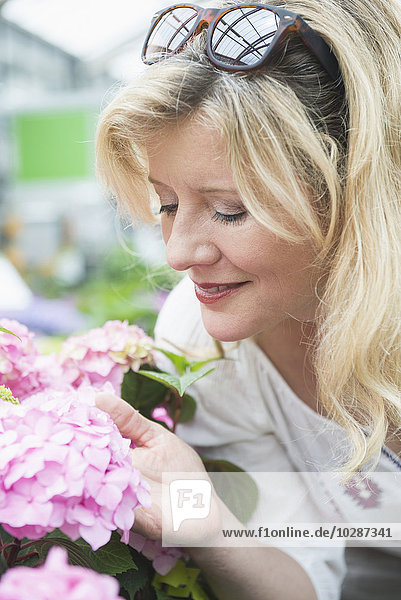 Mature woman smelling Hydrangea flowers in garden centre  Augsburg  Bavaria  Germany