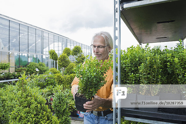 Älterer Mann bei der Pflanzenauswahl in einem Gartencenter  Augsburg  Bayern  Deutschland