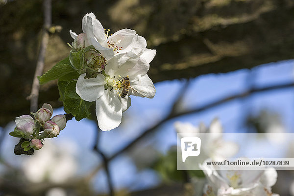 Nahaufnahme einer Honigbiene bei der Bestäubung von weißen Apfelblüten  Bayern  Deutschland