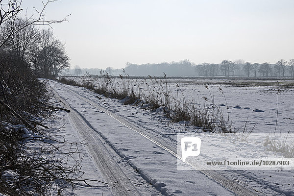 Tyre tracks on a snowy road  Schleswig-Holstein  Germany