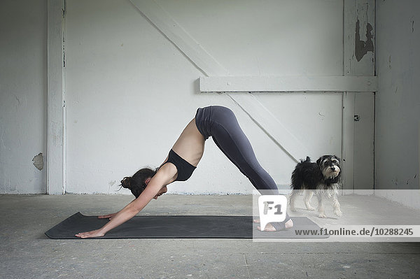 Mittlere erwachsene Frau übt die nach unten gerichtete Hundestellung in einem Yogastudio  München  Bayern  Deutschland