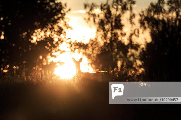 Schweden Narke Trantorp Silhouette des Rehs bei Sonnenuntergang