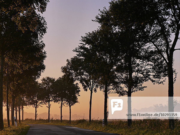 Avenue  Altenbruch  Cuxhaven  Lower Saxony  Germany  Europe