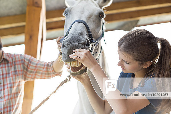 Tierärztliche Kontrolle der Pferdezähne