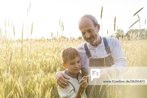 Landwirt Großvater und Enkel bei der Untersuchung der ländlichen Weizenernte