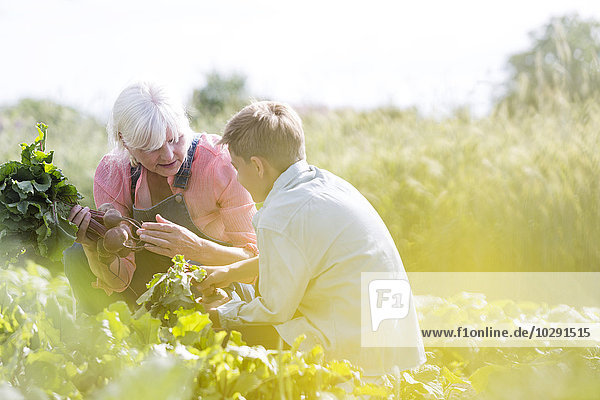 Großmutter und Enkel bei der Gemüseernte im sonnigen Garten