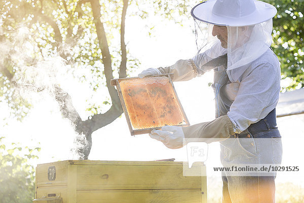 Imker in Schutzkleidung untersucht Bienen auf der Wabe