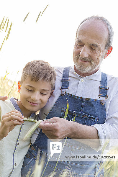 Großvater Bauer zeigt Enkel Weizenstängel