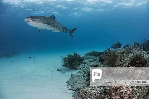 Tiger shark (galeocerdo cuvier) swimming by reef in the north Bahamas  Caribbean