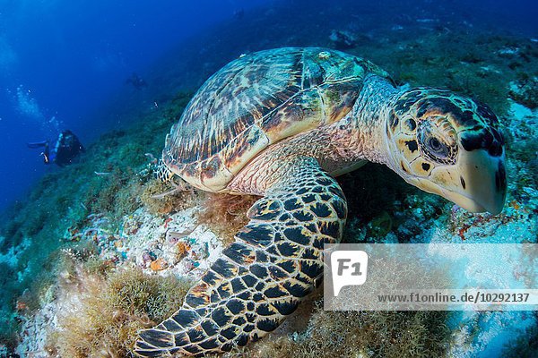 Hawksbill turtle (Eretmochelys imbricata) feeding on reef  Cozumel  Quintana Roo  Mexico