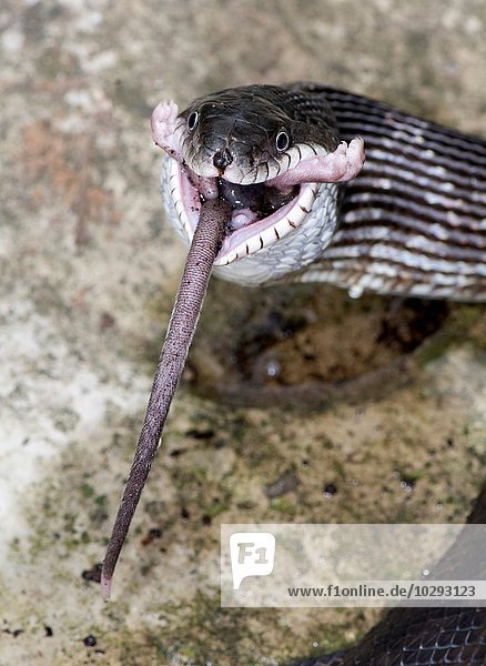 Schwarze Rattenschlange (Pantherophis obsoletus) frisst eine Hirschmaus  (Peromyscus)