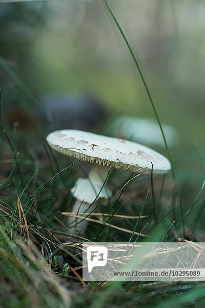 Close up of white mushroom in grass