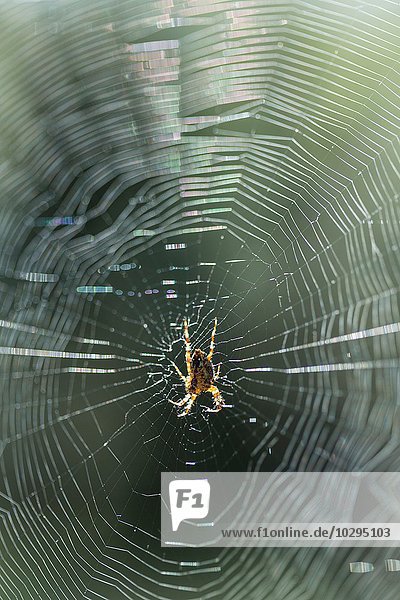 Nahaufnahme der Spinne in der Mitte des sonnenbeschienenen Spinnennetzes