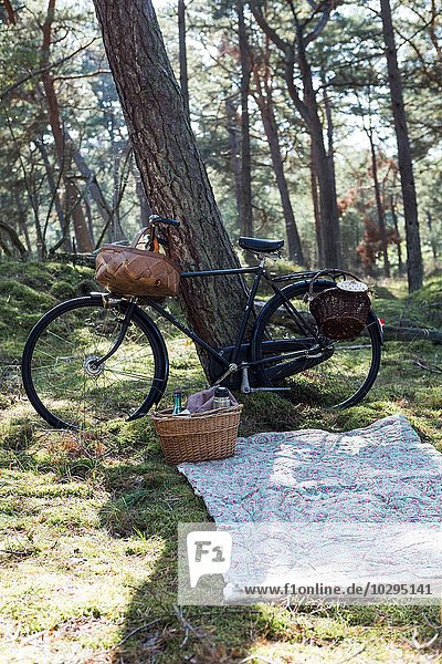 Bicycle with foraging baskets and blanket on forest floor