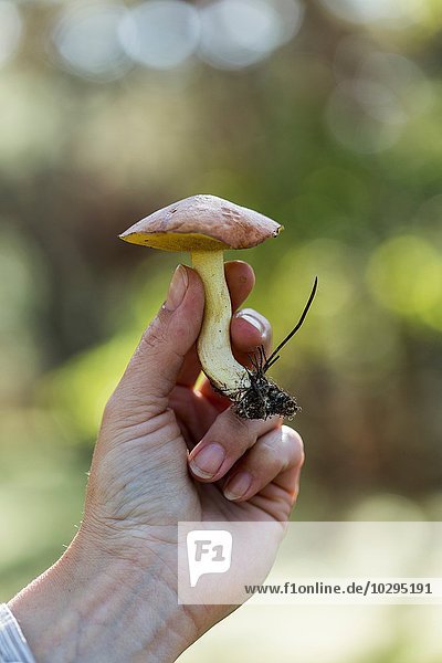 Hand of female forager holding picked mushroom in forest