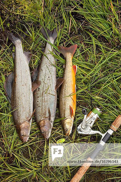 Draufsicht auf drei gefangene Fische im Gras