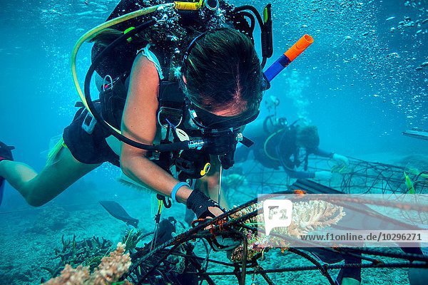 Unterwasseransicht eines Tauchers  der ein Seacrete fixiert  (künstliches Stahlriff mit elektrischem Strom)  Lombok  Indonesien