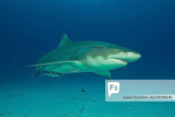 Underwater portrait of lemon shark  Tiger Beach  Bahamas
