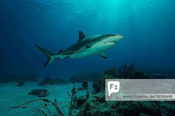 Underwater view of reef shark swimming above seabed  Tiger Beach  Bahamas