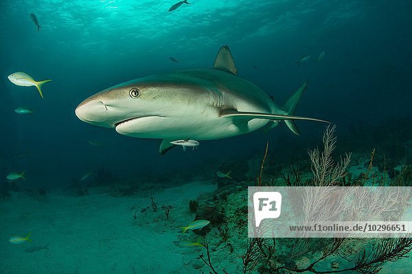 Underwater portrait of reef shark swimming above seabed  Tiger Beach  Bahamas
