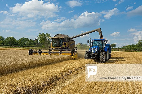 Mähdrescher und Traktor für die Weizenernte im Weizenfeld