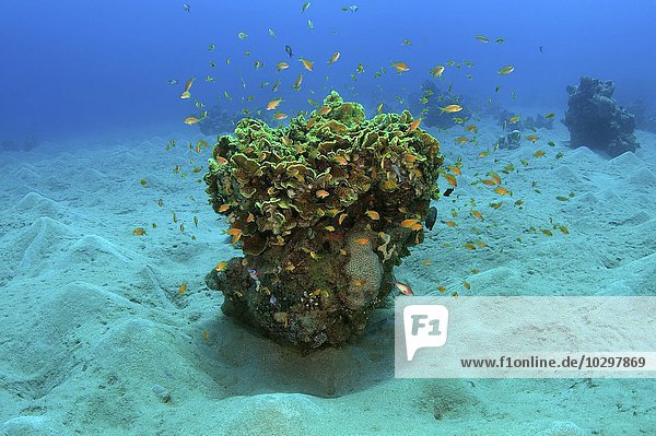 Einzelne Koralle auf sandigem Meeresboden  Rotes Meer  Abu Dabab  Ägypten  Afrika