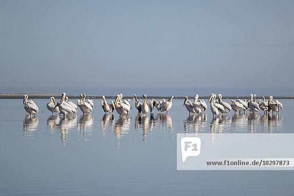 Rosapelikan (Pelecanus onocrotalus)  Pelikane stehen im Wasser  Walvis Bay  Namibia  Afrika