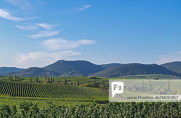 Blick über Weinfelder auf den Pfälzerwald  Ilbesheim  Südpfalz  Pfalz  Rheinland-Pfalz  Deutschland  Europa