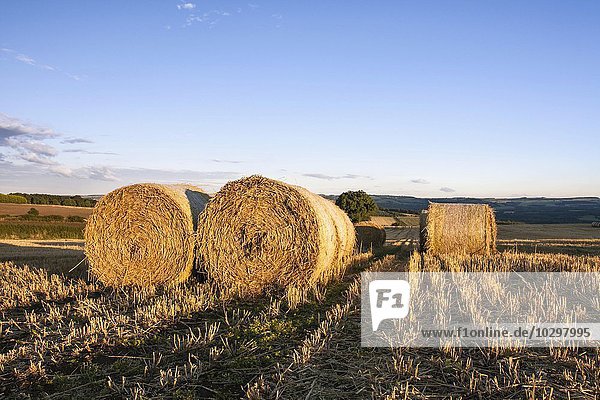 Weizen-Strohballen und Stoppelfeld  Newton  Northumberland  England  Großbritannien  Europa