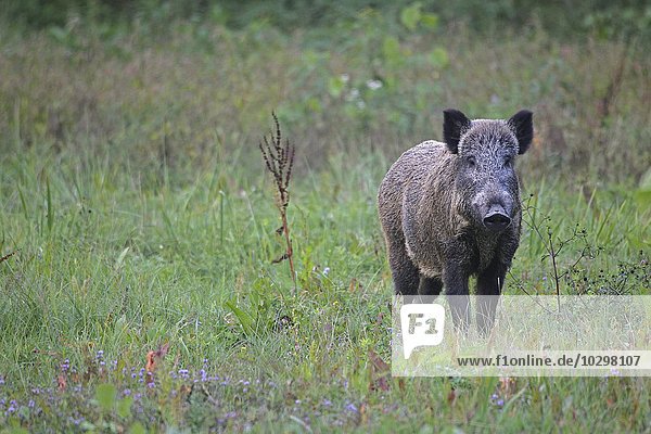 Wildschwein  Bache (Sus scrofa)  steht aufmerksam im Gras  südliches Ungarn