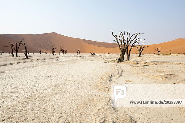 Dead camel thorn trees (Acacia erioloba) in Deadvlei  Sossusvlei  Namib Desert  Namibia  Africa