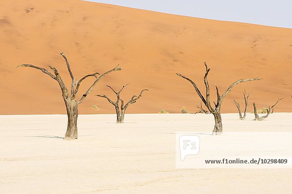 Abgestorbene Kameldornbäume (Acacia erioloba) im Deadvlei  Sossusvlei  Namib Wüste  Namibia  Afrika