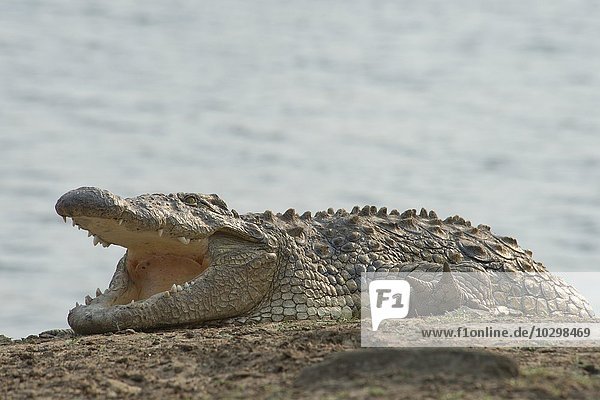 Nilkrokodil (Crocodylus niloticus)  Okapuka Ranch  Bezirk Windhoek  Namibia  Afrika