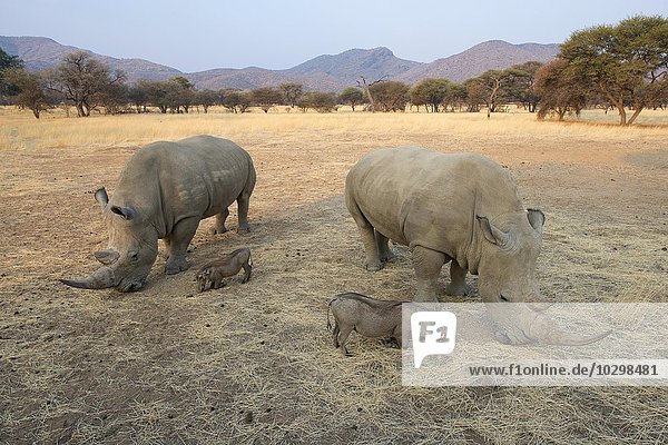 Breitmaulnashörner (Ceratotherium simum) und Warzenschweine (Phacochoerus africanus) grasen zusammen  Okapuka Ranch  Bezirk Windhoek  Namibia  Afrika
