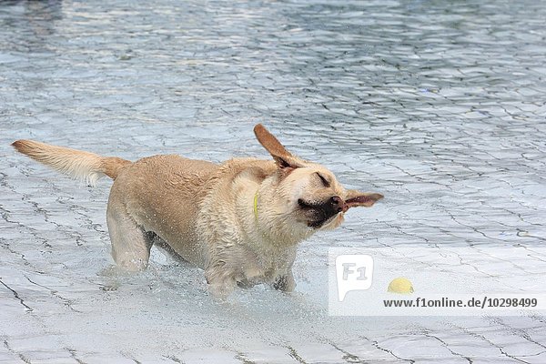 Labrador steht im Wasser und schüttelt sich  Nordrhein-Westfalen  Deutschland  Europa
