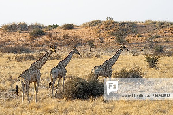 Giraffen (Giraffa camelopardalis)  ziehen durch Grasland  Etosha Nationalpark  Namibia  Afrika