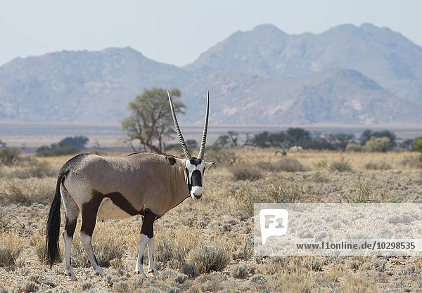 Oryxantilope (Oryx gazella)  Grasland  Sossusvlei  Namibia  Afrika