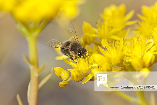 Europäische Honigbiene  Westliche Honigbiene (Apis mellifera) auf Sibirischer Fetthenne  Immergrünchen (Sedum hybridum)  Niedersachsen  Deutschland  Europa