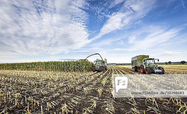 Maishäcksler mit Traktor  Erntezeit  Bauern beim maisen  Unterallgäu  Bayern  Deutschland  Europa