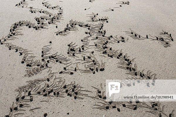 Sandkugeln einer Sandkrabbe (Brachyura) am Strand von Ngapali-Beach  Ngapali  Thandwe  Rakhine-Staat  Myanmar  Asien