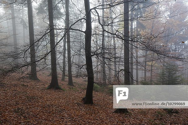 Bäume im Wald im Nebel  Herbstwald  Baden-Württemberg  Deutschland  Europa
