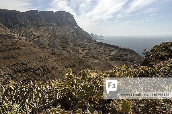 Felsküste  Steilküste  vorne Opuntien  Feigenkaktus (Opuntia)  Nordwesten  Gran Canaria  Kanarische Inseln  Spanien  Europa