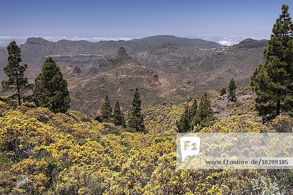 Ausblick vom Wanderweg um den Roque Nublo auf blühende Vegetation  gelb blühender Ginster (Genista)  kanarische Kiefern (Pinus canariensis) und den Roque Bentayga  Gran Canaria  Kanarische Inseln  Spanien  Europa
