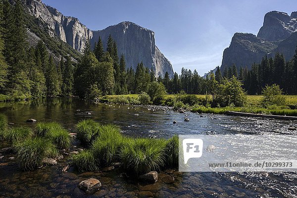 Merced River  hinten links El Capitan  hinten rechts Cathedral Rocks  Yosemite Valley  Yosemite Nationalpark  USA  Nordamerika