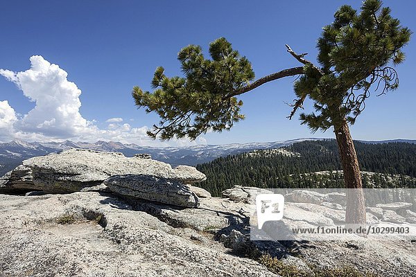 Jeffrey-Kiefer (Pinus jeffreyi) wächst zwischen Felsen  Sentinel Dome  Yosemite Nationalpark  Kalifornien  USA  Nordamerika